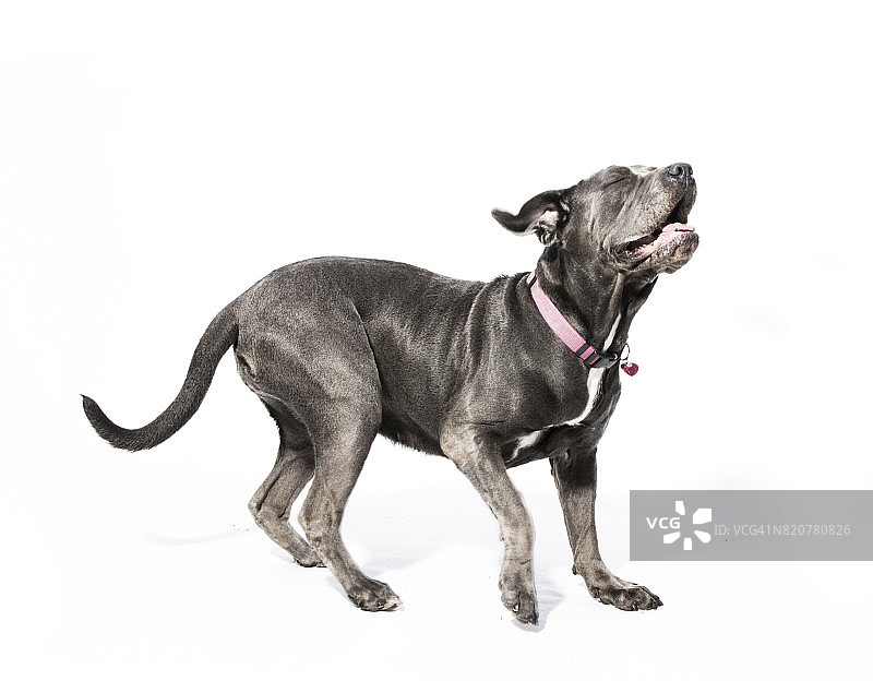 打喷嚏的大黑色那不勒斯獒犬混血犬 - Amanda系列图片素材