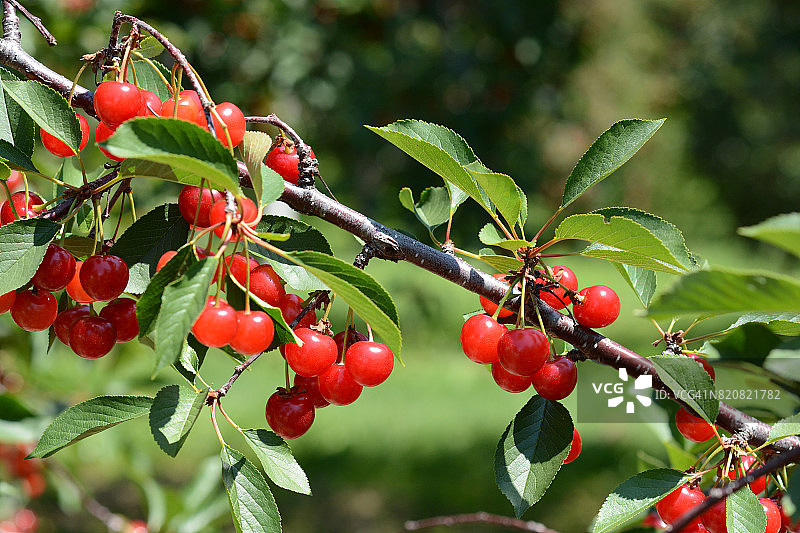 蒙莫朗西酸樱桃图片素材