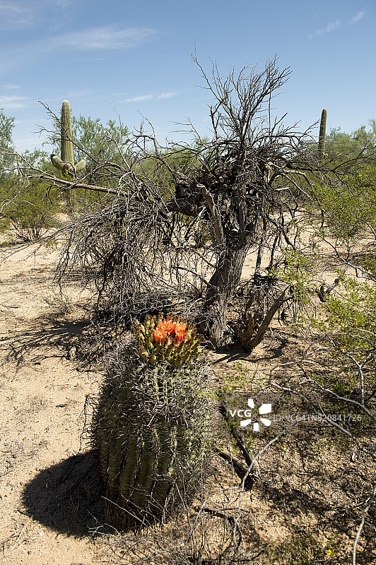 美国亚利桑那州皮马县图森市萨瓜罗公园的大型鱼钩桶形仙人掌图片素材
