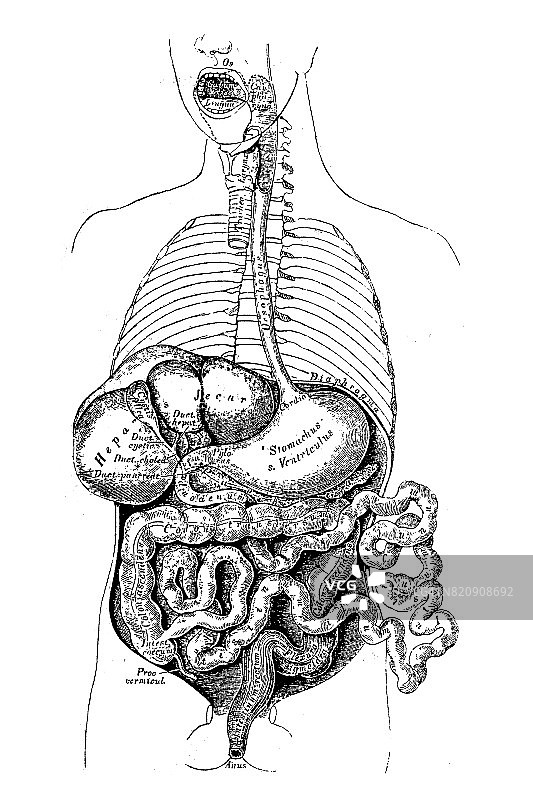 人体内部器官图片素材