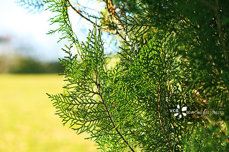 柏树叶子的细节图片素材
