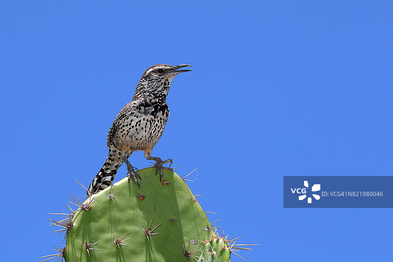 棕曲嘴鹪鹩图片素材