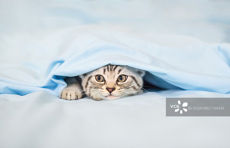 躲在被子下面的小猫图片素材