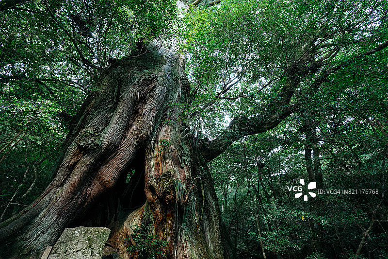 日本屋久岛雨林中的古树图片素材