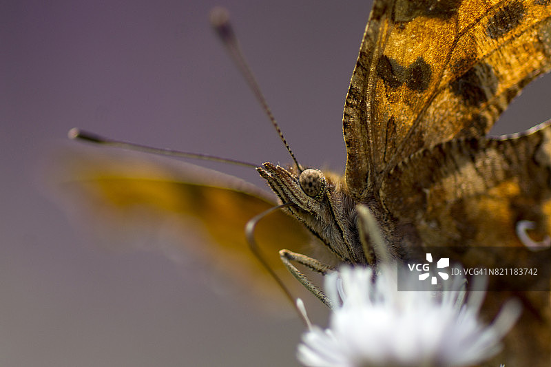 深绿色贝母蝴蝶图片素材