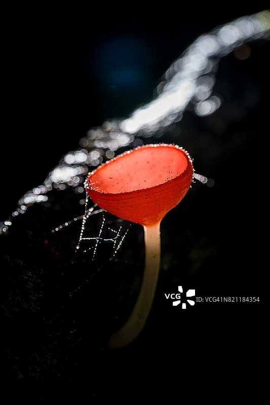 泰国雨林中的红菇图片素材