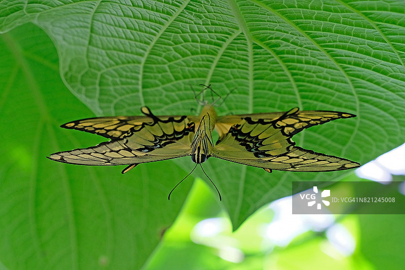 燕尾蝶交配图片素材