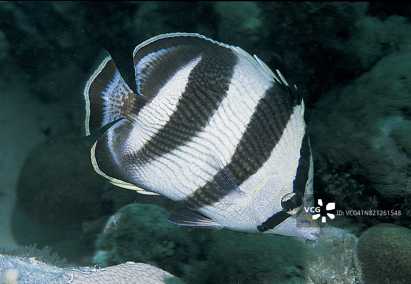 带状蝴蝶鱼图片素材