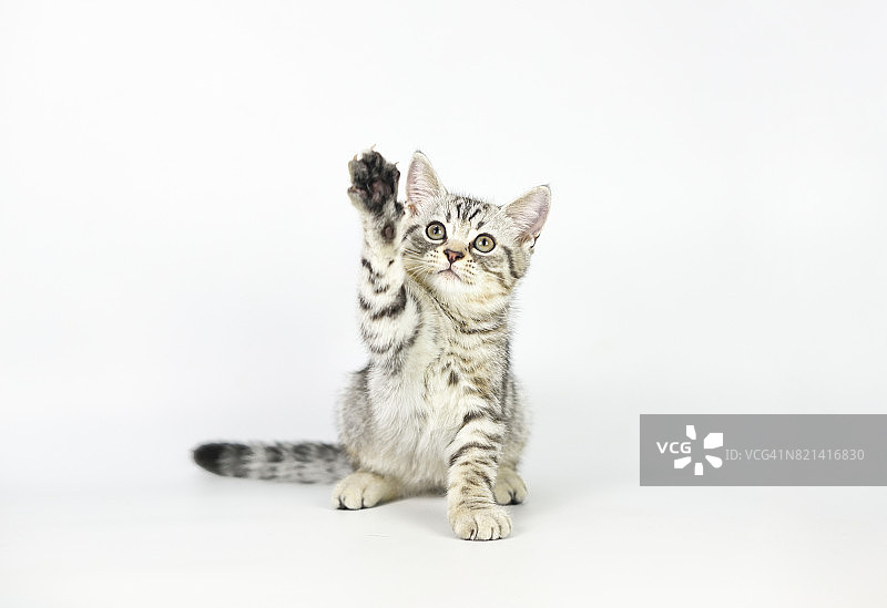 虎斑小猫的爪子图片素材