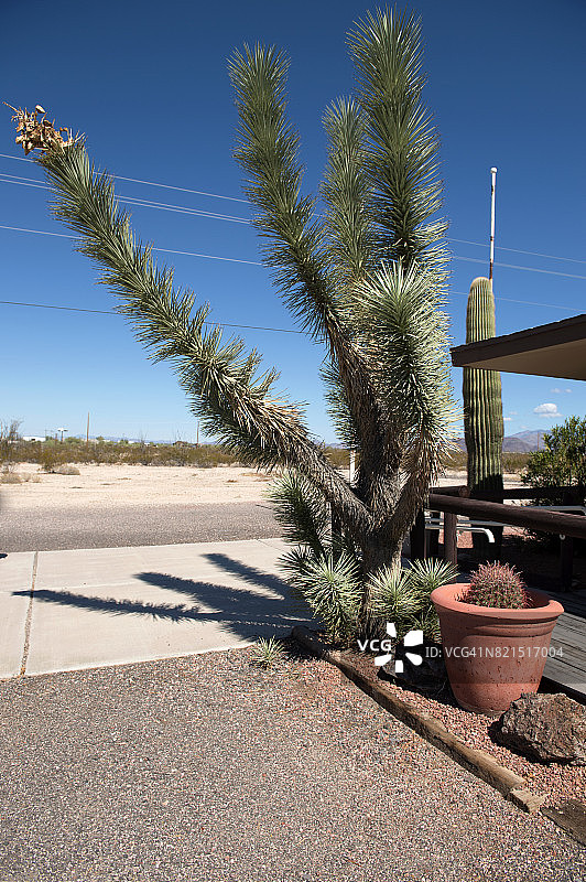 美国亚利桑那州莫哈维县丝兰镇的仙人掌图片素材