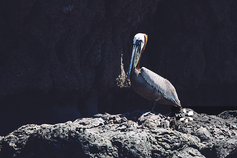 棕色鹈鹕 - 圣灵岛图片素材