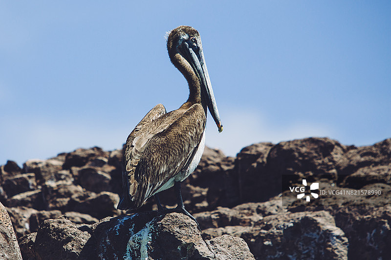 棕色鹈鹕 - 圣灵岛图片素材