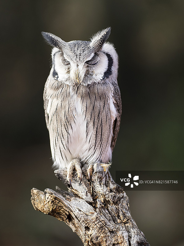 欧亚角鸮栖息在闭着眼睛睡觉的树干上，西班牙图片素材