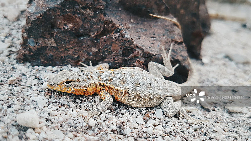 装死的蜥蜴图片素材