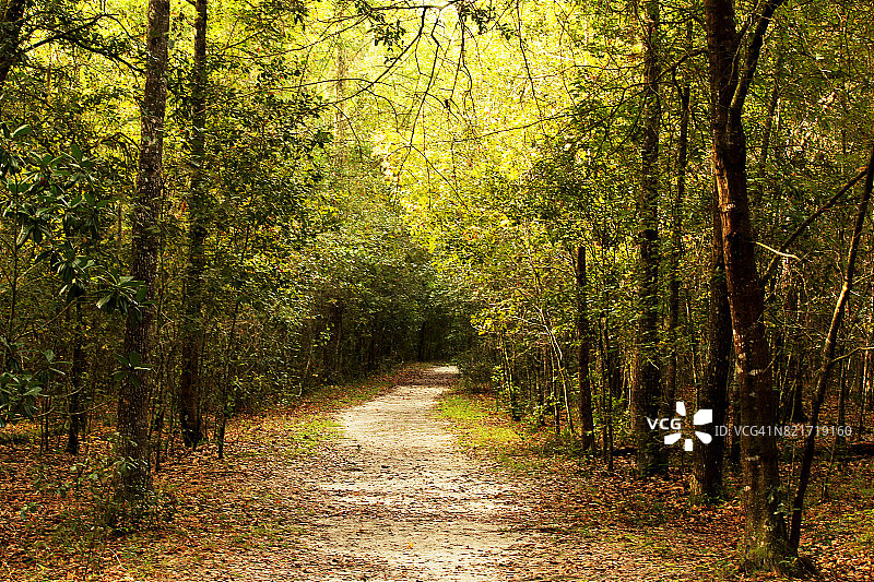 博伦崖小径，佩恩斯草原保护区州立公园，美国佛罗里达州图片素材
