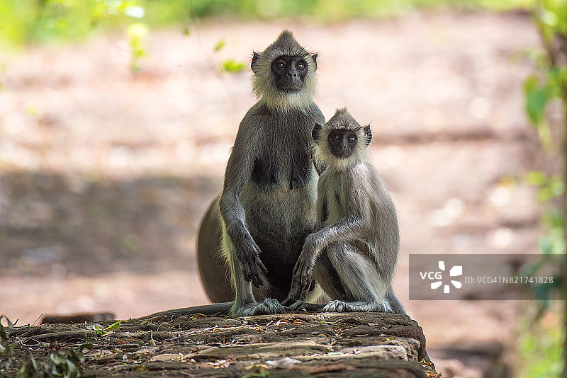 斯里兰卡锡吉里亚古城废墟上的灰叶猴图片素材