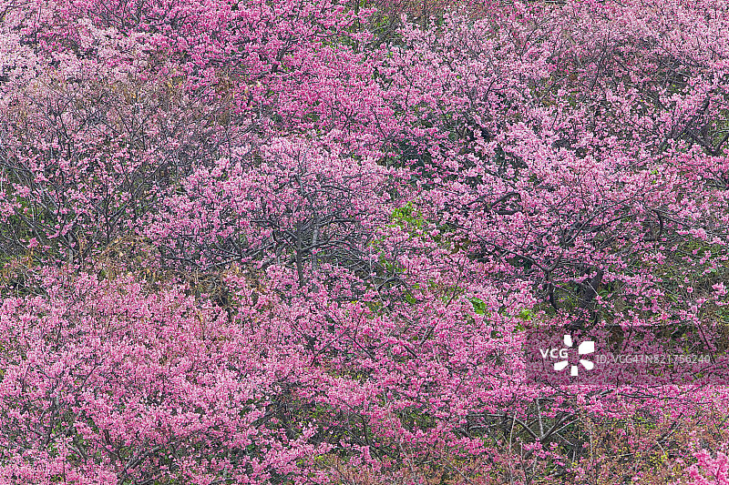 日本冲绳县的山坡樱花图片素材