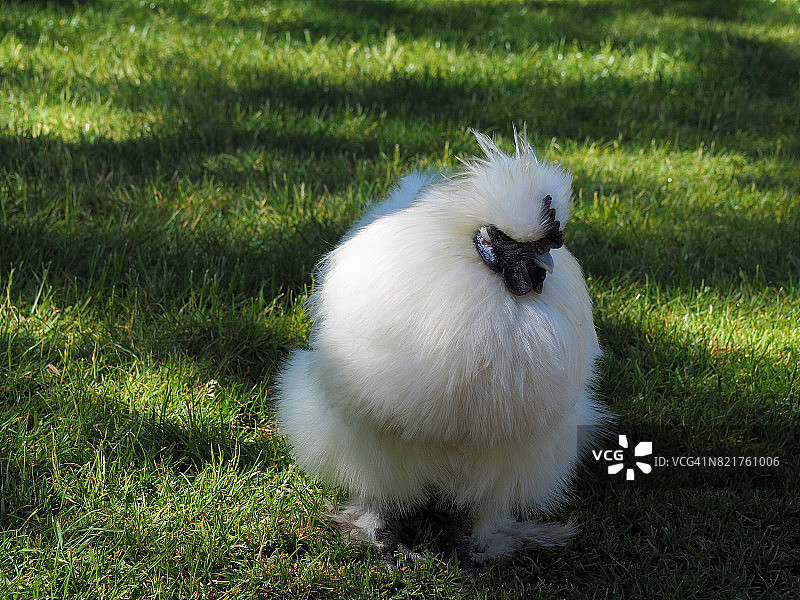 白色莫罗塞塔母鸡特写图片素材