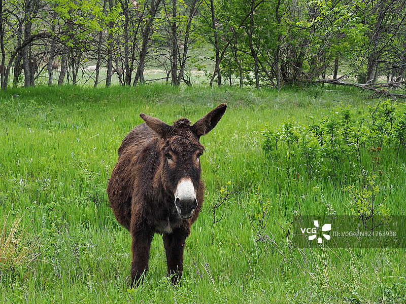 卡斯特州立公园内的野生驴（南达科他州）图片素材