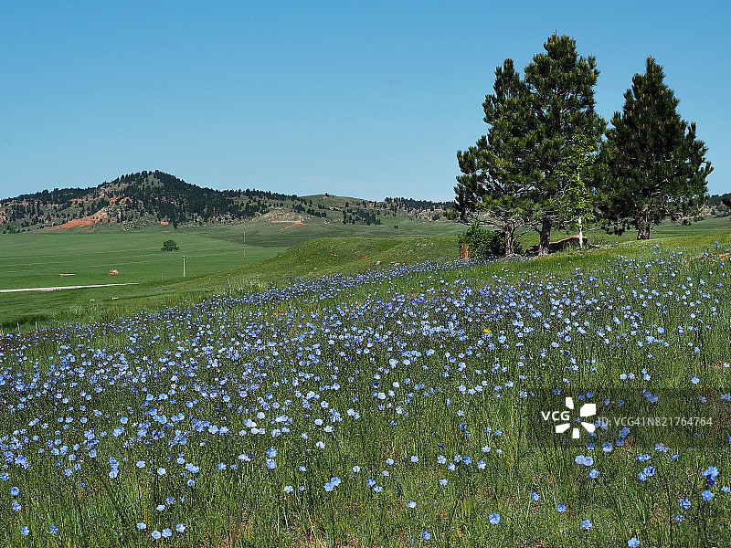 南达科他州的绿色牧场和野花图片素材