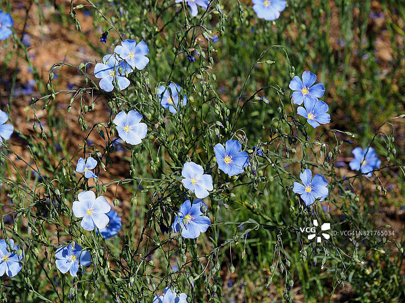雅各布天梯(Polemonium pulcherrimum)，黄石国家公园图片素材