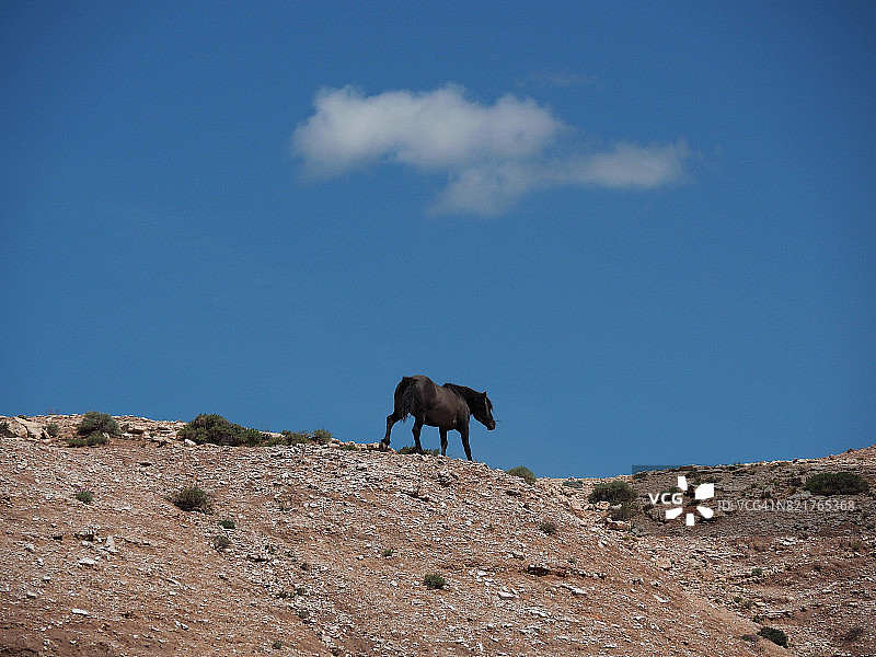 野马站在比格霍恩峡谷国家游乐区（怀俄明州）的山丘上图片素材