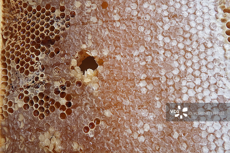 蜂蜡蜂巢图片素材