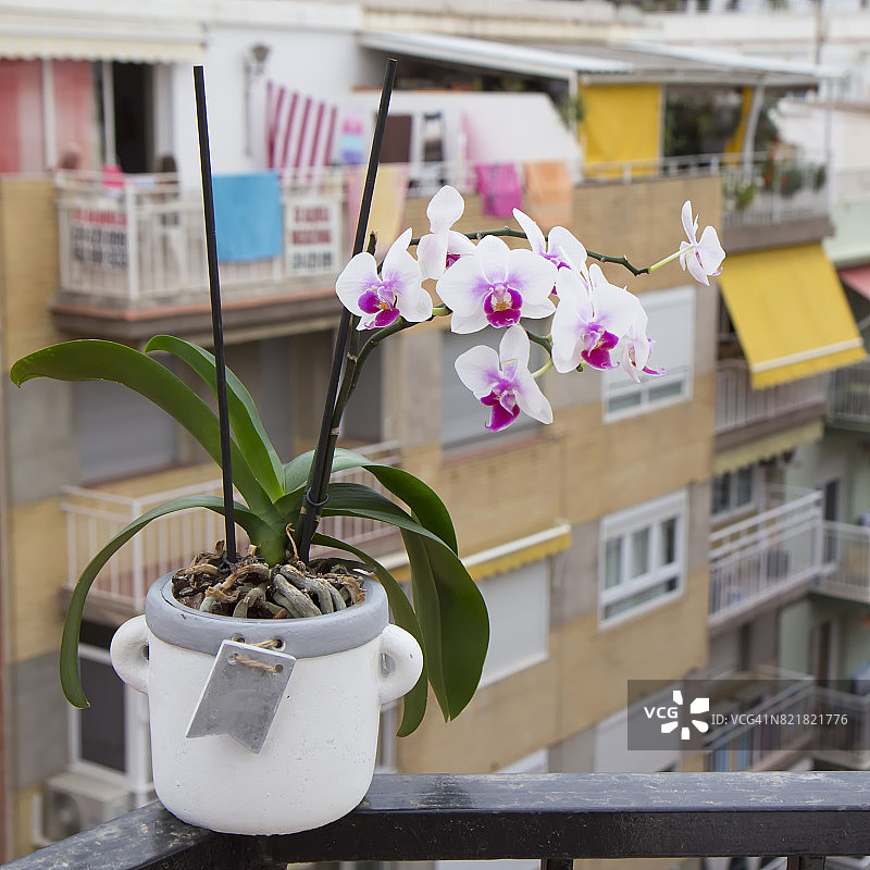 阳台上的兰花图片素材