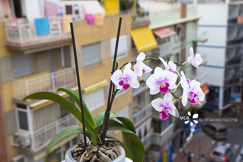 阳台上的兰花图片素材