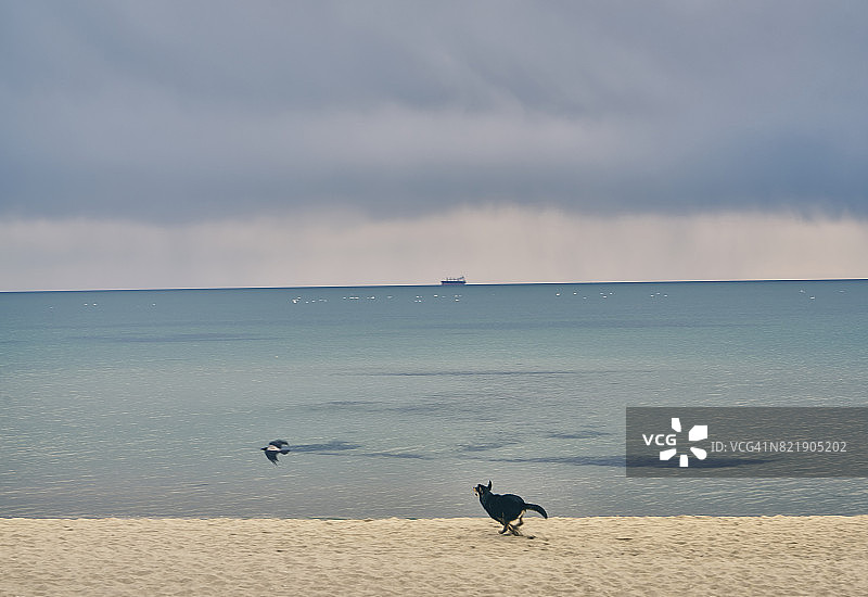 暴风雨天气里狗狗在空旷的海滩上追逐鸟儿图片素材