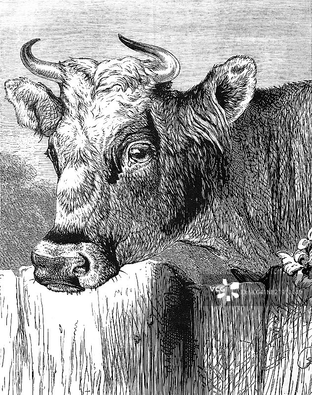 牛的肖像图片素材