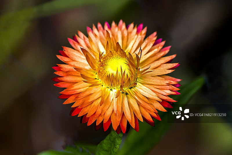 永生花图片素材