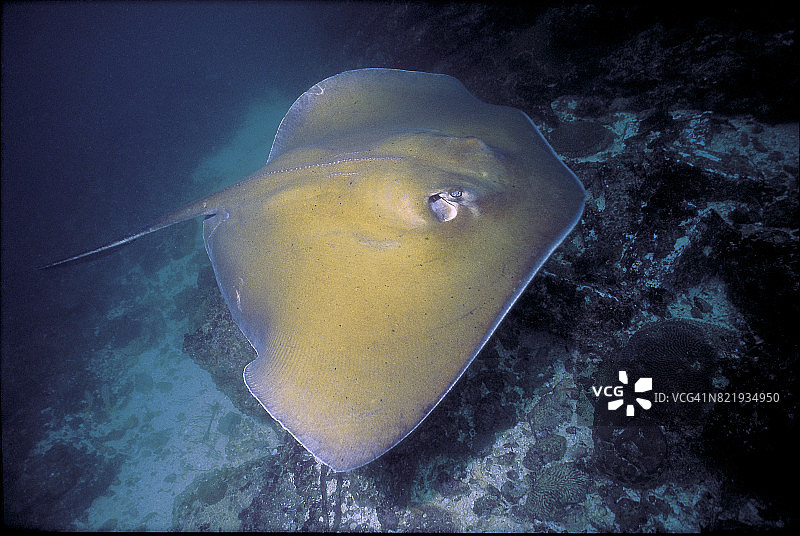 南部黄貂鱼图片素材