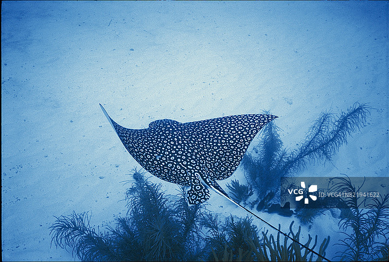 spotted eagle ray图片素材