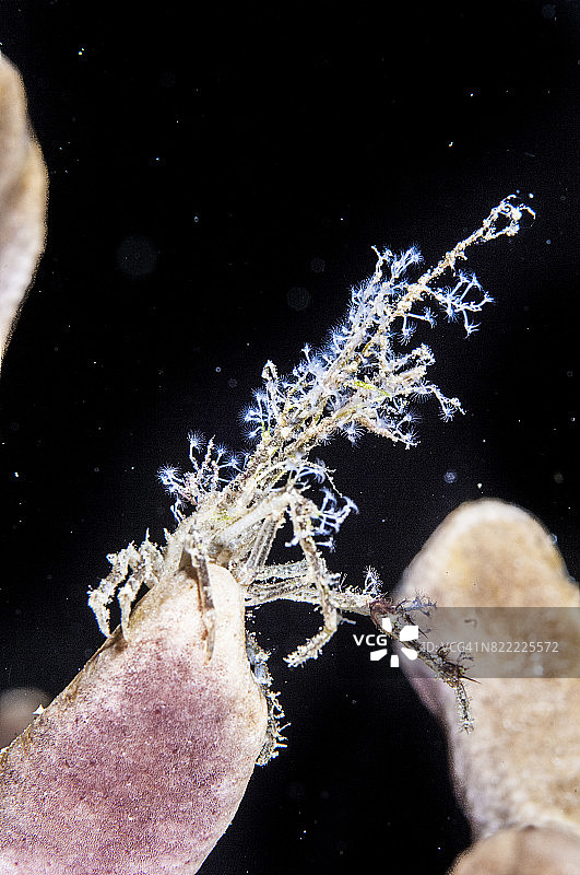 印度尼西亚龙目岛吉利群岛的水下世界图片素材