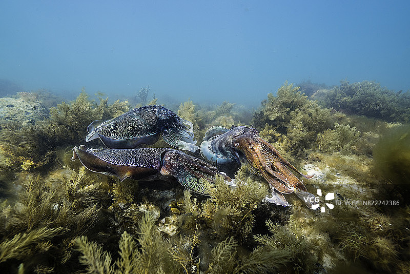 雄性澳洲巨型乌贼在南澳大利亚怀阿拉摆姿势，尽可能让自己看起来更大，以击退其他雄性图片素材