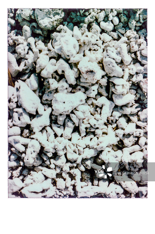 珊瑚碎片图片素材