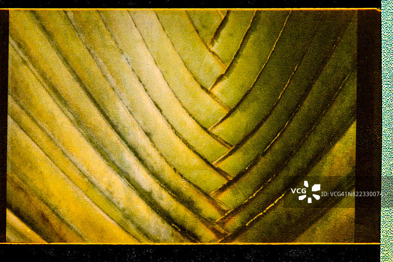 旅人蕉图片素材