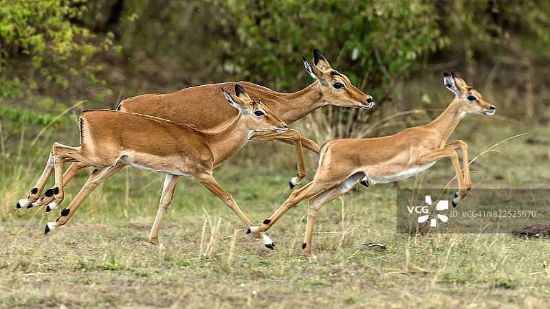 奔跑的雌性黑斑羚图片素材