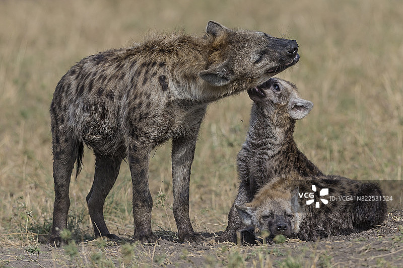 斑鬣狗互相梳理毛发图片素材