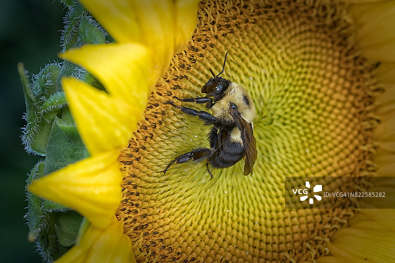 争取自由图片素材