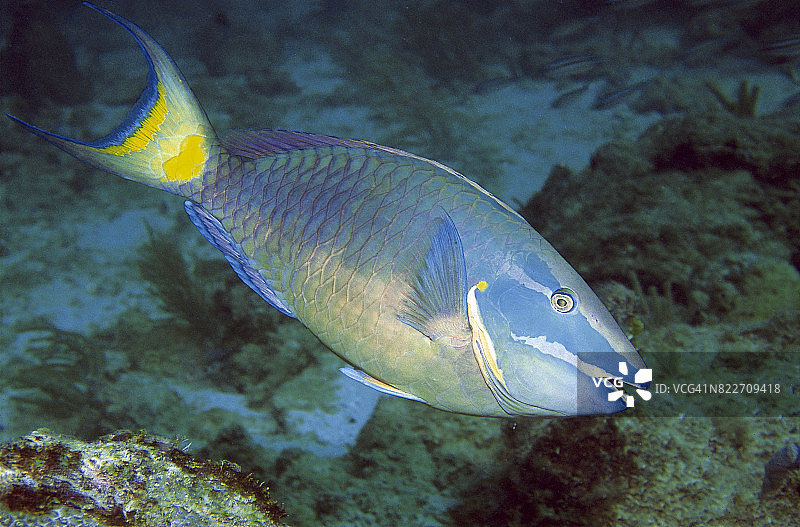 鹦哥鱼（终末期）图片素材