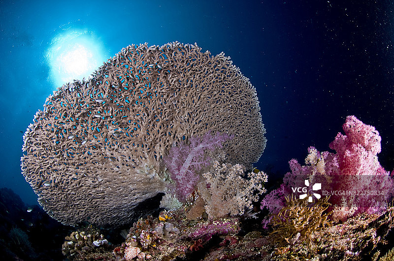 密克罗尼西亚的水下世界图片素材