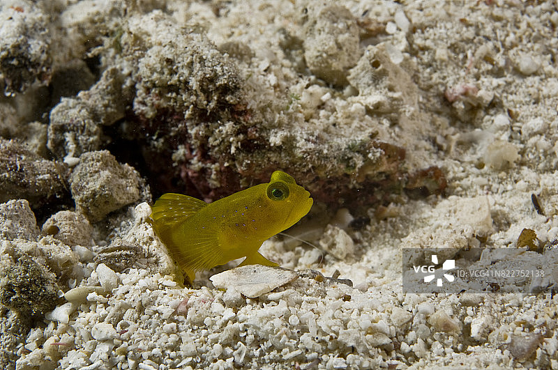 密克罗尼西亚的水下世界图片素材