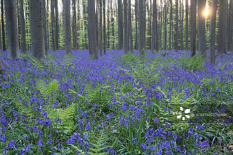 哈勒博斯森林中的风铃草图片素材
