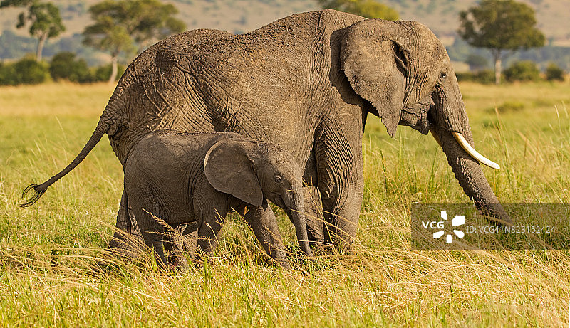 母婴非洲象图片素材