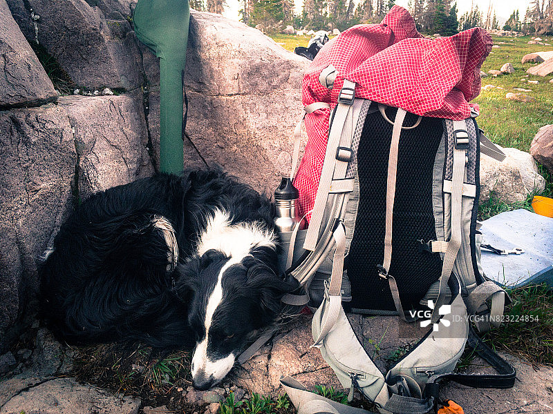 疲惫的狗图片素材