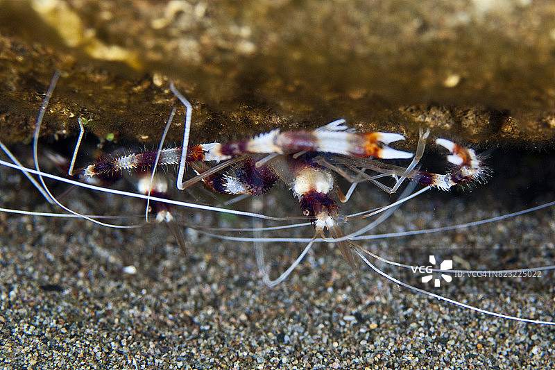菲律宾水下世界的微距摄影图片素材