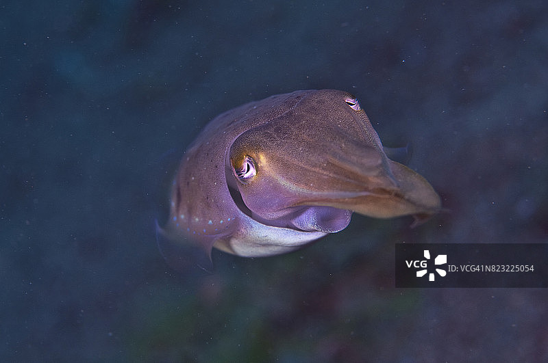 菲律宾水下世界的微距摄影图片素材