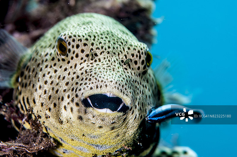 菲律宾水下世界的微距摄影图片素材